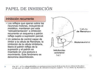 PAPEL DE INHIBICIÓN
Inhibición recurrente
• Los reflejos que operan sobre las
neuronas motoras, incluyendo el
miotático, mantienen por esta
“retroalimentación” o inhibición
recurrente un esquema o patrón
reflejo sujeto a supresión parcial.
• Un sistema de control capaz de
inhibir a la célula de Renshaw, la
inhibición de la célula inhibitoria,
libera el patrón reflejo de la
supresión y el patrón es
insertado en una postura o
movimiento. Este fenómeno se
denomina desinhibición.
 