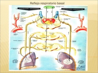 Reflejo respiratorio basal
 