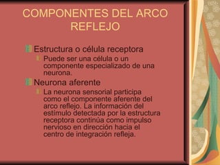 COMPONENTES DEL ARCO REFLEJO Estructura o célula receptora Puede ser una célula o un componente especializado de una neurona.  Neurona aferente La neurona sensorial participa como el componente aferente del arco reflejo. La información del estímulo detectada por la estructura receptora continúa como impulso nervioso en dirección hacia el centro de integración refleja. 