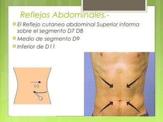Reflejos Abdominales.-
 El Reflejo cutaneo abdominal Superior informa
sobre el segmento D7 D8
 Medio de segmento D9
 Inferior de D11
 