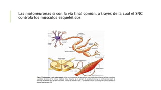 Las motoneuronas α son la vía final común, a través de la cual el SNC
controla los músculos esqueleticos
 