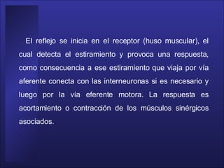 El reflejo se inicia en el receptor (huso muscular), el cual detecta el estiramiento y provoca una respuesta, como consecuencia a ese estiramiento que viaja por vía aferente conecta con las interneuronas si es necesario y luego por la vía eferente motora. La respuesta es acortamiento o contracción de los músculos sinérgicos asociados.  