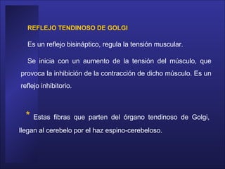 REFLEJO TENDINOSO DE GOLGI  Es un reflejo bisináptico, regula la tensión muscular. Se inicia con un aumento de la tensión del músculo, que provoca la inhibición de la contracción de dicho músculo. Es un reflejo inhibitorio.  *   Estas fibras que parten del órgano tendinoso de Golgi, llegan al cerebelo por el haz espino-cerebeloso.  