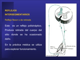 REFLEJOS INTERSEGMENTARIOS  Reflejo flexor o de retirada  Este  es un reflejo polisináptico. Produce retirada del cuerpo del sitio donde se ha ocasionado daño.  En la práctica médica se utiliza para explorar funcionamiento . 