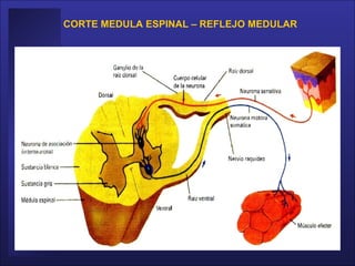 CORTE MEDULA ESPINAL – REFLEJO MEDULAR 