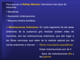 Para ejecutar el  Reflejo Medular  intervienen tres tipos de neuronas:  Sensitivas  Asociación (interneurona) Neurona motora somática 1.  Motoneuronas Anteriores:   En cada segmento de las astas anteriores de la sustancia gris medular existen miles de neuronas, son las motoneuronas anteriores, que dan lugar a las fibras nerviosas que salen de la médula espinal por las raíces anteriores e inervan:    fibras musculares esqueléticas    Estas motoneuronas son de 2  tipos: las motoneuronas  alfa  y    las  gamma   