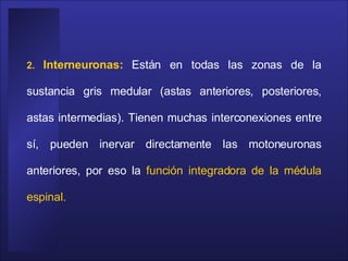 2.  Interneuronas:   Están en todas las zonas de la sustancia gris medular (astas anteriores, posteriores, astas intermedias). Tienen muchas interconexiones entre sí, pueden inervar directamente las motoneuronas anteriores, por eso la  función integradora de la médula espinal.   