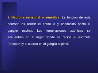 3.  Neurona sensorial o sensitiva:   La función de esta neurona es recibir el estímulo y conducirlo hasta el ganglio espinal. Las terminaciones axónicas se encuentran en el lugar donde se recibe el estímulo (receptor) y el cuerpo en el ganglio espinal.  