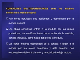 CONEXIONES MULTISEGMENTARIAS entre los distintos niveles de la médula espinal  Hay fibras nerviosas que ascienden y descienden por la médula espinal  Las fibras sensitivas entran a la médula por las raíces posteriores, se ramifican tanto hacia arriba de la médula, corteza inclusive, como hacia debajo de la médula.  Las fibras motoras descienden de la corteza y llegan a la médula por las raíces anteriores y asta anterior. Son responsables del control motor y la actividad refleja motora. 
