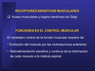 RECEPTORES SENSITIVOS MUSCULARES  Husos musculares y órgano tendinoso de Golgi FUNCIONES EN EL CONTROL MUSCULAR   El verdadero control de la función muscular requiere de:  * Excitación del músculo por las motoneuronas anteriores  Retroalimentación sensitiva y continua de la información de cada músculo a la médula espinal  