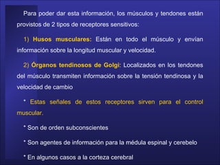 Para poder dar esta información, los músculos y tendones están provistos de 2 tipos de receptores sensitivos:  1)  Husos musculares:  Están en todo el músculo y envían información sobre la longitud muscular y velocidad.  2)   Órganos tendinosos de Golgi : Localizados en los tendones del músculo transmiten información sobre la tensión tendinosa y la velocidad de cambio *  Estas señales de estos receptores sirven para el control muscular.  * Son de orden subconscientes  * Son agentes de información para la médula espinal y cerebelo  * En algunos casos a la corteza cerebral  