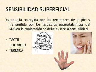 SENSIBILIDAD SUPERFICIAL
Es aquella corregida por los receptores de la piel y
  transmitida por los fascículos espinotalamicos del
  SNC en la exploración se debe buscar la sensibilidad.

- TACTIL
- DOLOROSA
- TERMICA
 