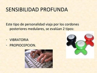 SENSIBILIDAD PROFUNDA

Este tipo de personalidad viaja por los cordones
  posteriores medulares, se evalúan 2 tipos:

- VIBRATORIA
- PROPIOCEPCION.
 