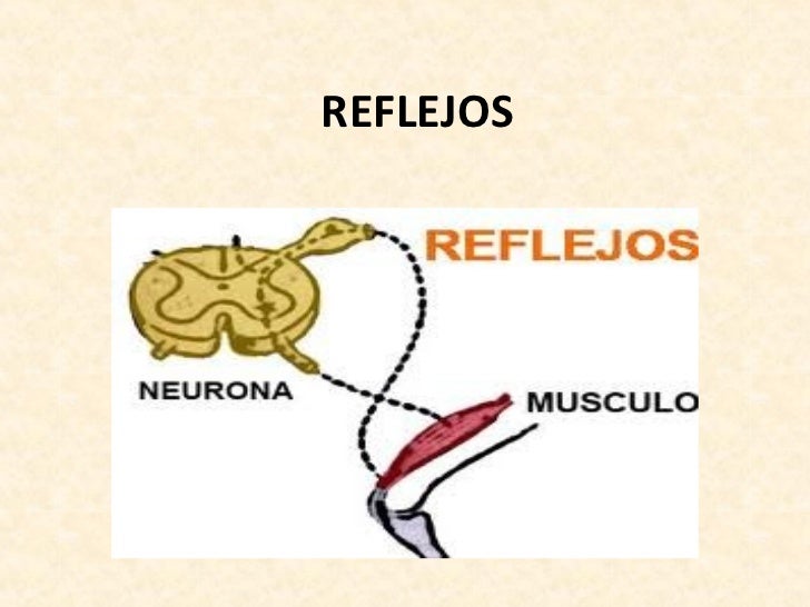 Valoración de los Reflejos