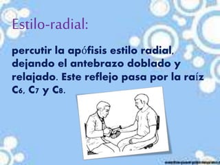 Estilo-radial:
percutir la apófisis estilo radial,
dejando el antebrazo doblado y
relajado. Este reflejo pasa por la raíz
C6, C7 y C8.
 