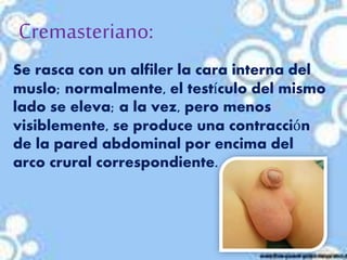 Cremasteriano:
Se rasca con un alfiler la cara interna del
muslo; normalmente, el testículo del mismo
lado se eleva; a la vez, pero menos
visiblemente, se produce una contracción
de la pared abdominal por encima del
arco crural correspondiente.
 