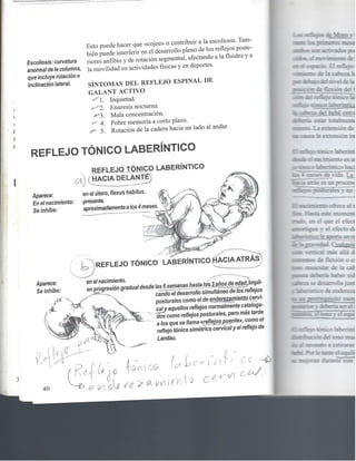 Reflejos , aprendizaje y comportamiento 1