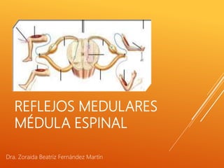 REFLEJOS MEDULARES
MÉDULA ESPINAL
Dra. Zoraida Beatríz Fernández Martín
 