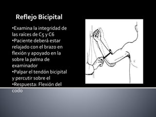 Reflejo Bicipital 
•Examina la integridad de 
las raíces de C5 y C6 
•Paciente deberá estar 
relajado con el brazo en 
flexión y apoyado en la 
sobre la palma de 
examinador 
•Palpar el tendón bicipital 
y percutir sobre el 
•Respuesta: Flexión del 
codo 
 