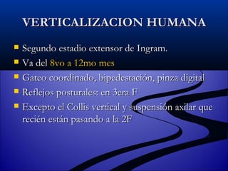 VERTICALIZACION HUMANA Segundo estadio extensor de Ingram. Va del  8vo a 12mo mes Gateo coordinado, bipedestación, pinza digital Reflejos posturales: en 3era F Excepto el Collis vertical y suspensión axilar que recién están pasando a la 2F 