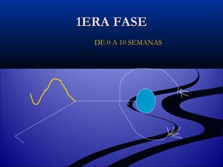 1ERA FASE DE 0 A 10 SEMANAS 