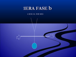 1ERA FASE  b 6 SEM AL 3ER MES 