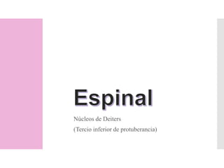 Núcleos de Deiters
(Tercio inferior de protuberancia)
 