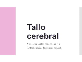 Núcleos de Deiters hasta núcleo rojo
(Extremo caudal de ganglios basales)
 