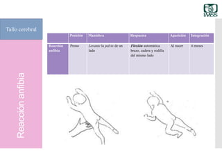 Reacciónanfibia
Tallo cerebral
Posición Maniobra Respuesta Aparición Integración
Reacción
anfibia
Prono Levante la pelvis de un
lado
Flexión automática
brazo, cadera y rodilla
del mismo lado
Al nacer 6 meses
 