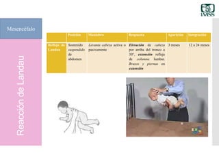 ReaccióndeLandau
Mesencéfalo
Posición Maniobra Respuesta Aparición Integración
Reflejo de
Landau
Sostenido
suspendido
de
abdomen
Levanta cabeza activa o
pasivamente
Elevación de cabeza
por arriba del tronco a
30°, extensión refleja
de columna lumbar.
Brazos y piernas en
extensión
3 meses 12 a 24 meses
 