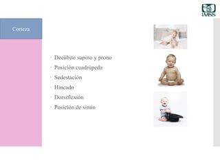  Decúbito supino y prono
 Posición cuadrúpeda
 Sedestación
 Hincado
 Dorsiflexión
 Posición de simio
Corteza
 