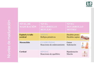 Nivelesdemaduración
NIVEL DE
MADURACIÓN
NIVEL
DESARROLLO
REFLEJO
NIVEL
DESARROLLO
MOTRIZ
Espinal y/o tallo
cerebral
APEDAL
Reflejos primitivos
Decúbito prono
Decúbito supino
Mesencéfalo CUADRUPEDAL
Reacciones de enderezamiento
Gatear
Sedestación
Cortical BIPEDAL
Reacciones de equilibrio
Bipedestación
Marcha
 