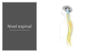 Nivel espinal
 