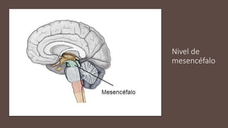 Nivel de
mesencéfalo
 