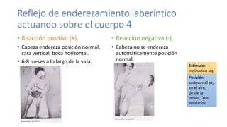 Reflejo de enderezamiento laberíntico
actuando sobre el cuerpo 4
• Reacción positiva (+).
• Cabeza endereza posición normal,
cara vertical, boca horizontal.
• 6-8 meses a lo largo de la vida.
• Reacción negativa (-).
• Cabeza no se endereza
automáticamente posición
normal.
Estímulo:
inclinación izq.
Posición:
sostener al px,
en el aire,
desde la
pelvis. Ojos
vendados.
 