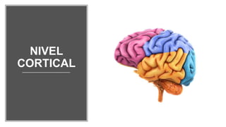 NIVEL
CORTICAL
 