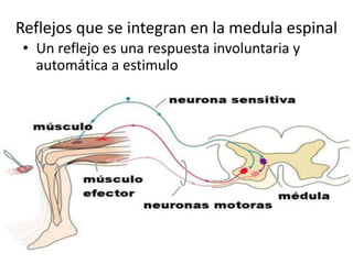 Reflejos que se integran en la medula espinal
 • Un reflejo es una respuesta involuntaria y
   automática a estimulo
 