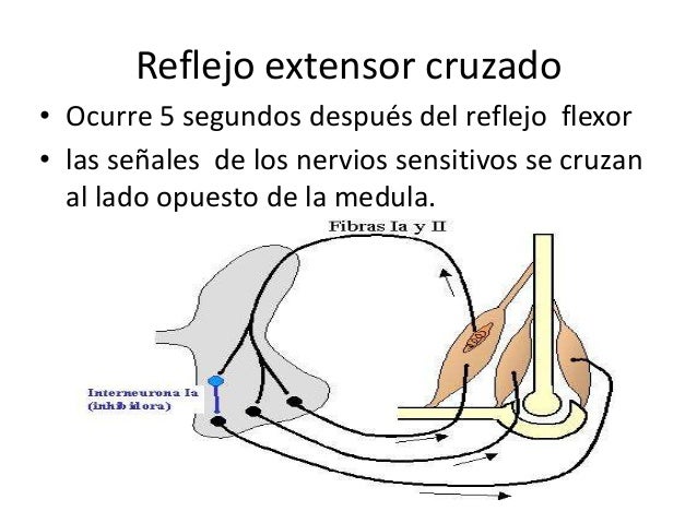 Reflejos que se integran en la medula espinal