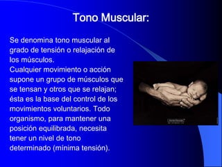 Tono Muscular:
Se denomina tono muscular al
grado de tensión o relajación de
los músculos.
Cualquier movimiento o acción
supone un grupo de músculos que
se tensan y otros que se relajan;
ésta es la base del control de los
movimientos voluntarios. Todo
organismo, para mantener una
posición equilibrada, necesita
tener un nivel de tono
determinado (mínima tensión).
 