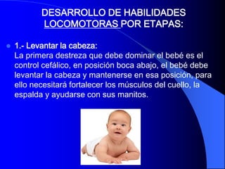 DESARROLLO DE HABILIDADES
           LOCOMOTORAS POR ETAPAS:

   1.- Levantar la cabeza:
    La primera destreza que debe dominar el bebé es el
    control cefálico, en posición boca abajo, el bebé debe
    levantar la cabeza y mantenerse en esa posición, para
    ello necesitará fortalecer los músculos del cuello, la
    espalda y ayudarse con sus manitos.
 