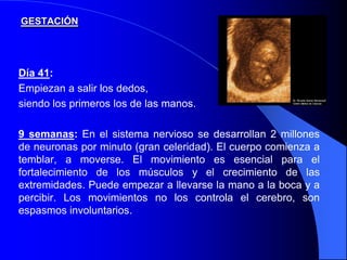 GESTACIÓN




Día 41:
Empiezan a salir los dedos,
siendo los primeros los de las manos.

9 semanas: En el sistema nervioso se desarrollan 2 millones
de neuronas por minuto (gran celeridad). El cuerpo comienza a
temblar, a moverse. El movimiento es esencial para el
fortalecimiento de los músculos y el crecimiento de las
extremidades. Puede empezar a llevarse la mano a la boca y a
percibir. Los movimientos no los controla el cerebro, son
espasmos involuntarios.
 