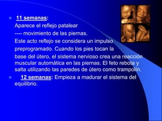     11 semanas:
    Aparece el reflejo patalear
    ---- movimiento de las piernas.
    Este acto reflejo se considera un impulso
    preprogramado. Cuando los pies tocan la
    base del útero, el sistema nervioso crea una reacción
    muscular automática en las piernas. El feto rebota y
    salta utilizando las paredes de útero como trampolín.
      12 semanas: Empieza a madurar el sistema del
    equilibrio.
 