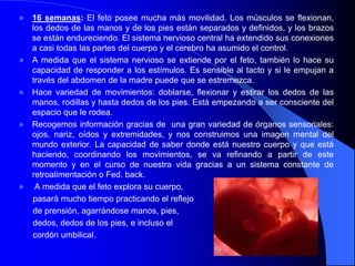    16 semanas: El feto posee mucha más movilidad. Los músculos se flexionan,
    los dedos de las manos y de los pies están separados y definidos, y los brazos
    se están endureciendo. El sistema nervioso central ha extendido sus conexiones
    a casi todas las partes del cuerpo y el cerebro ha asumido el control.
   A medida que el sistema nervioso se extiende por el feto, también lo hace su
    capacidad de responder a los estímulos. Es sensible al tacto y si le empujan a
    través del abdomen de la madre puede que se estremezca.
   Hace variedad de movimientos: doblarse, flexionar y estirar los dedos de las
    manos, rodillas y hasta dedos de los pies. Está empezando a ser consciente del
    espacio que le rodea.
   Recogemos información gracias de una gran variedad de órganos sensoriales:
    ojos, nariz, oídos y extremidades, y nos construimos una imagen mental del
    mundo exterior. La capacidad de saber donde está nuestro cuerpo y que está
    haciendo, coordinando los movimientos, se va refinando a partir de este
    momento y en el curso de nuestra vida gracias a un sistema constante de
    retroalimentación o Fed. back.
    A medida que el feto explora su cuerpo,
    pasará mucho tiempo practicando el reflejo
    de prensión, agarrándose manos, pies,
    dedos, dedos de los pies, e incluso el
    cordón umbilical.
 
