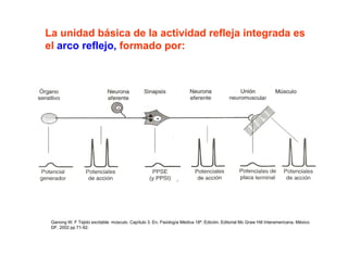 La unidad básica de la actividad refleja integrada es
el arco reflejo, formado por:
j ,
p

Ganong W. F Tejido excitable: músculo. Capítulo 3. En. Fisiología Médica 18ª. Edición. Editorial Mc Graw Hill Interamericana. México
DF. 2002 pp 71-92.

 