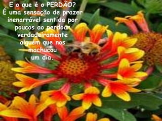 E o que é o PERDÃO?
É uma sensação de prazer
 inenarrável sentida por
    poucos ao perdoar
     verdadeiramente
      alguém que nos
         machucou
          um dia.
 