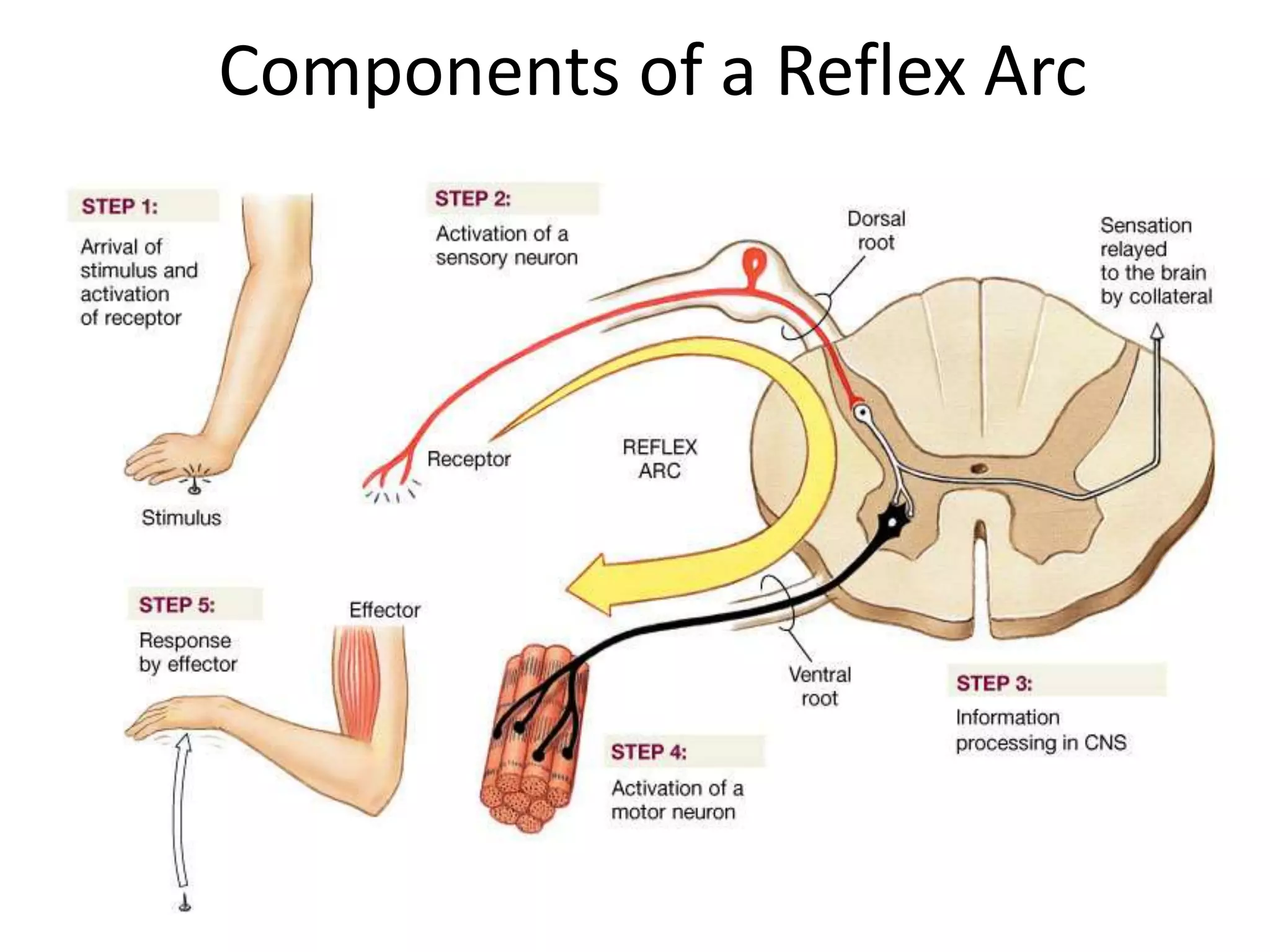 Reflex action and reflexes.pptx