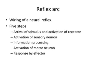 Reflex arc
• Wiring of a neural reflex
• Five steps
– Arrival of stimulus and activation of receptor
– Activation of sensory neuron
– Information processing
– Activation of motor neuron
– Response by effector
 