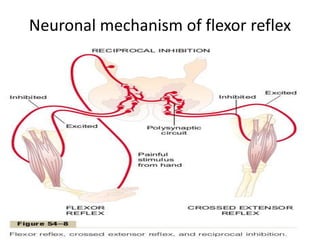 Neuronal mechanism of flexor reflex
 