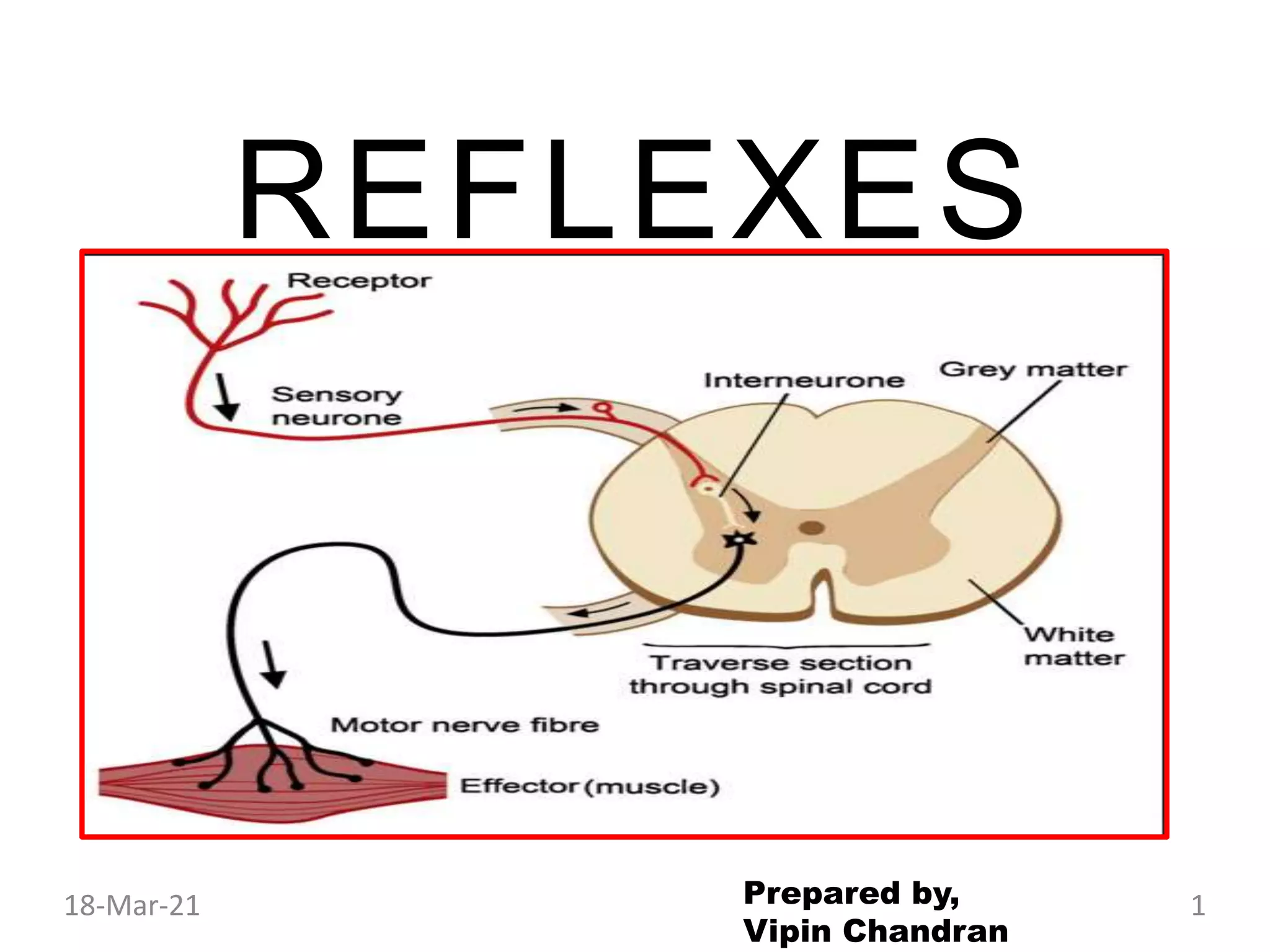 REFLEXES
Prepared by,
Vipin Chandran
18-Mar-21 1