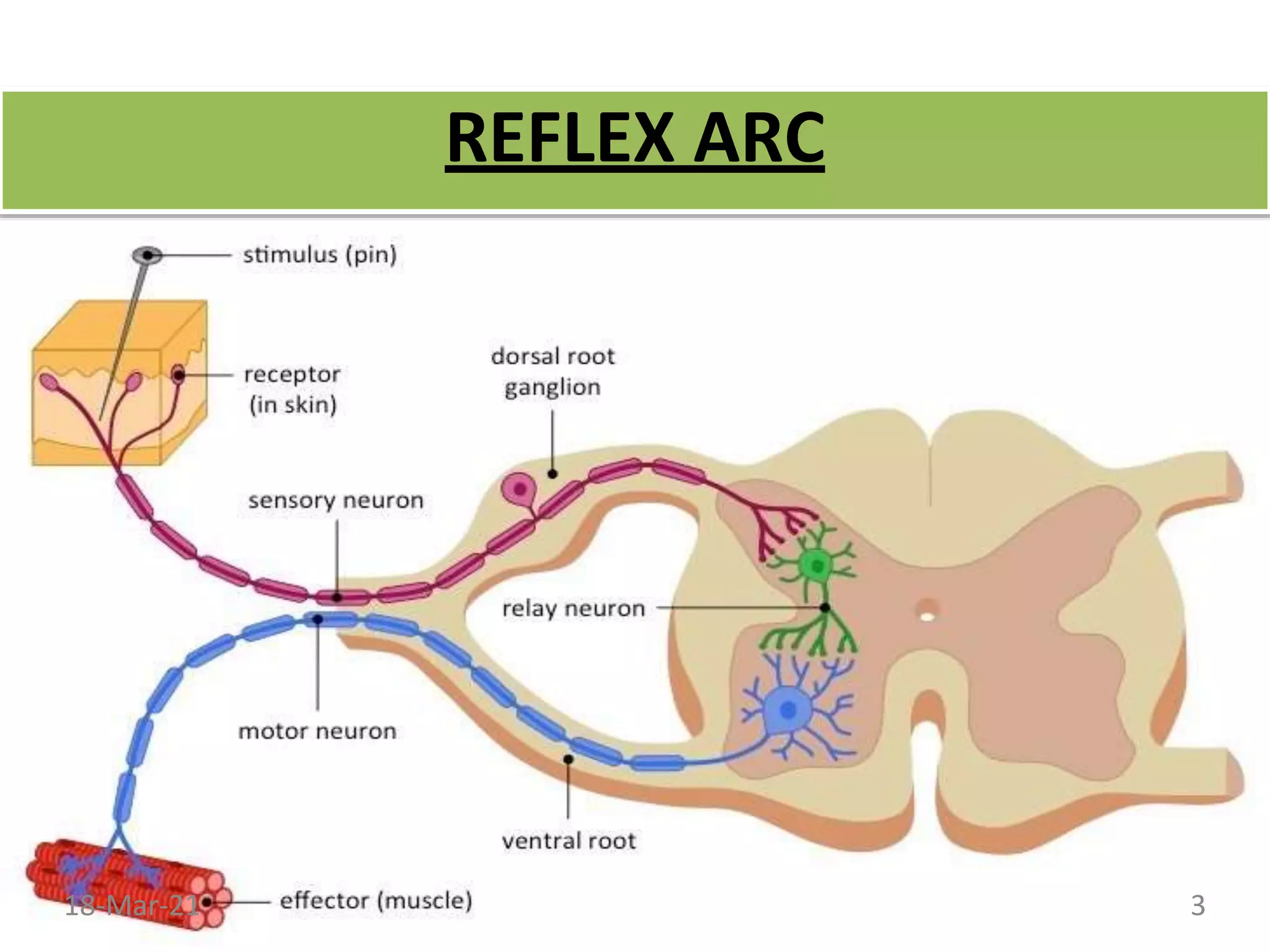 REFLEX ARC
18-Mar-21 3